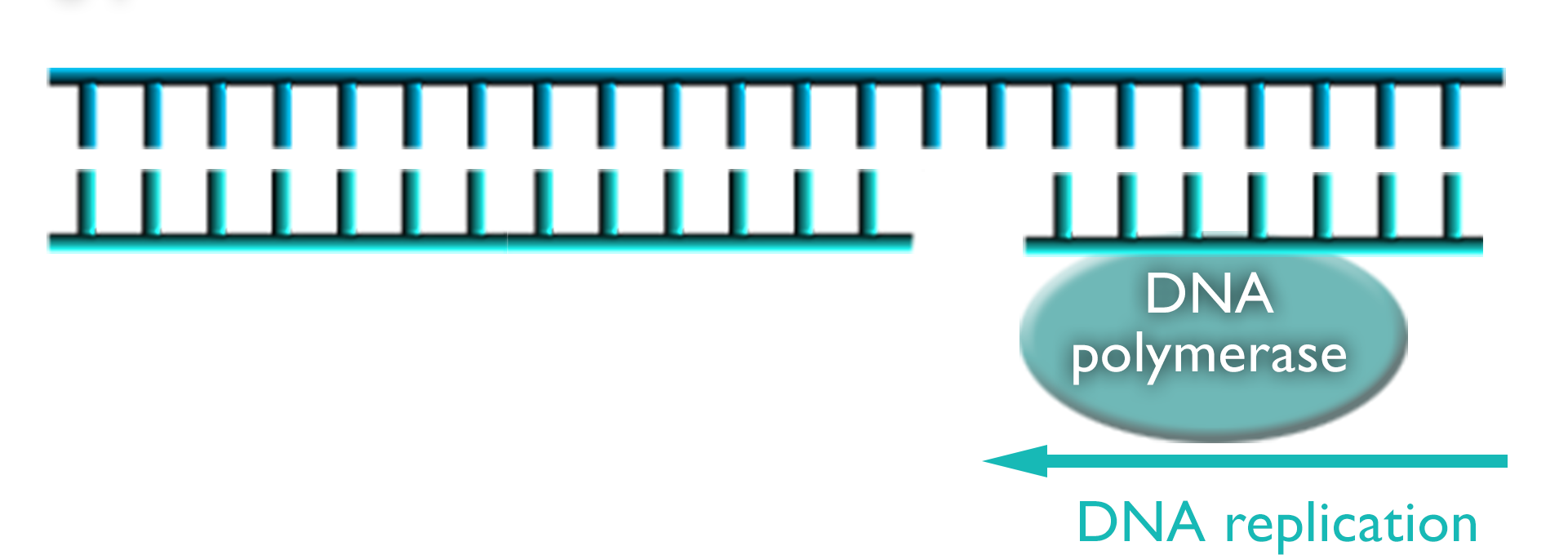 D-N-A strand marked with 5 prime and 3 prime with D-N-A polymerase that has an arrow labeled D-N-A replication pointing to a gap in the strand of D-N-A.