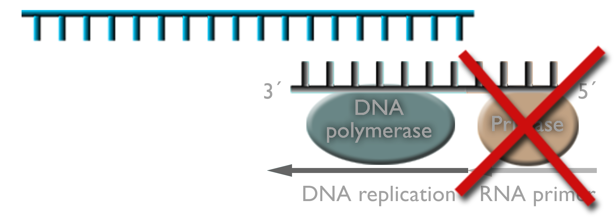 D-N-A strand marked with 5 prime and 3 prime. A large red X covers primase and the R-N-A primer arrow next to a faded D-N-A polymerase and D-N-A replication arrow.