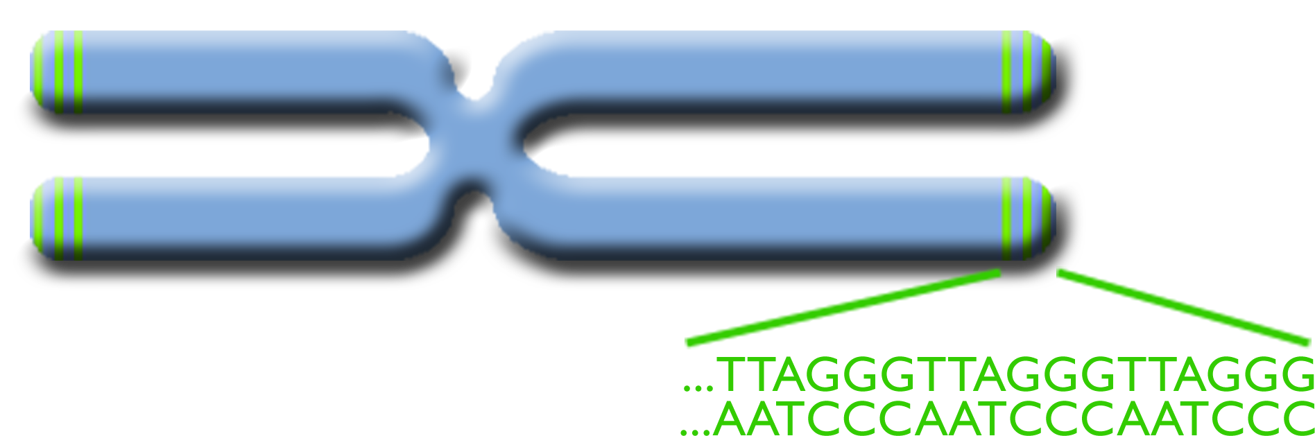 A large blue chromosome shape showing the noncoding repeat sequence of T-T-A-G-G-G at the chromosome ends.