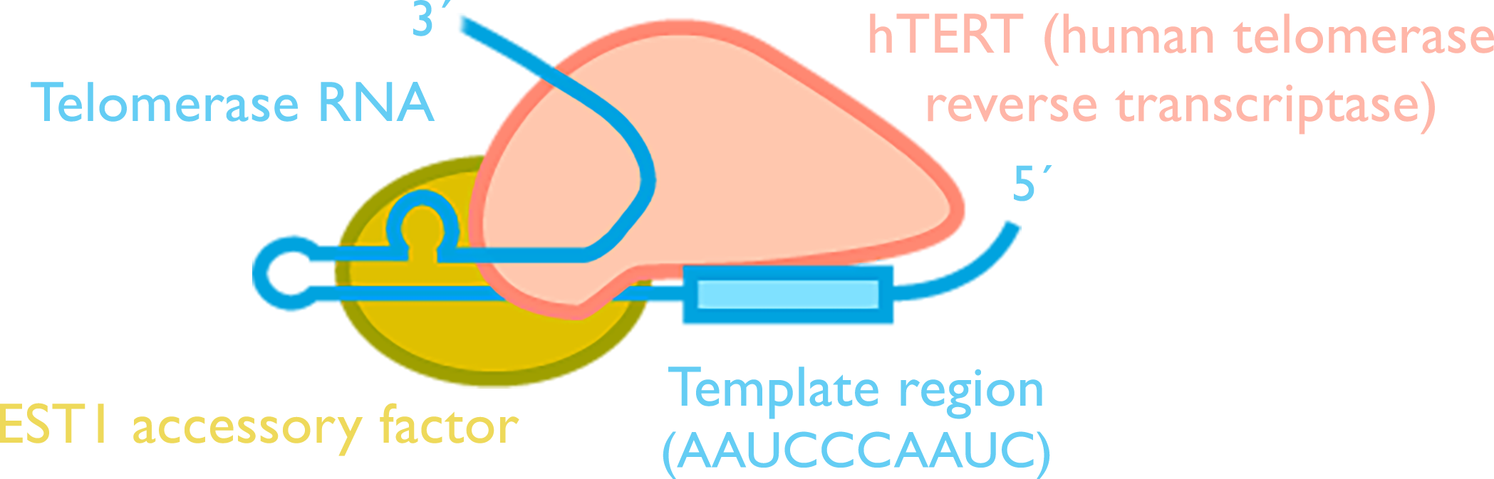 A blue strand of telomerase R-N-A weaves through human telomerase reverse transcriptase, a template region, and the E-S-T-1 accessory factor.