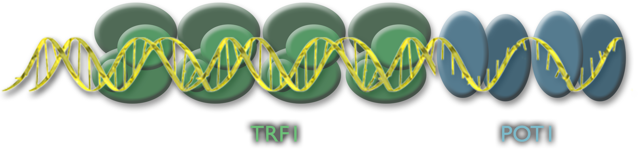 A double helix with green ovals behind it labeled T-R-F-1 which becomes a single strand with blue ovals behind it labeled P-O-T-1.