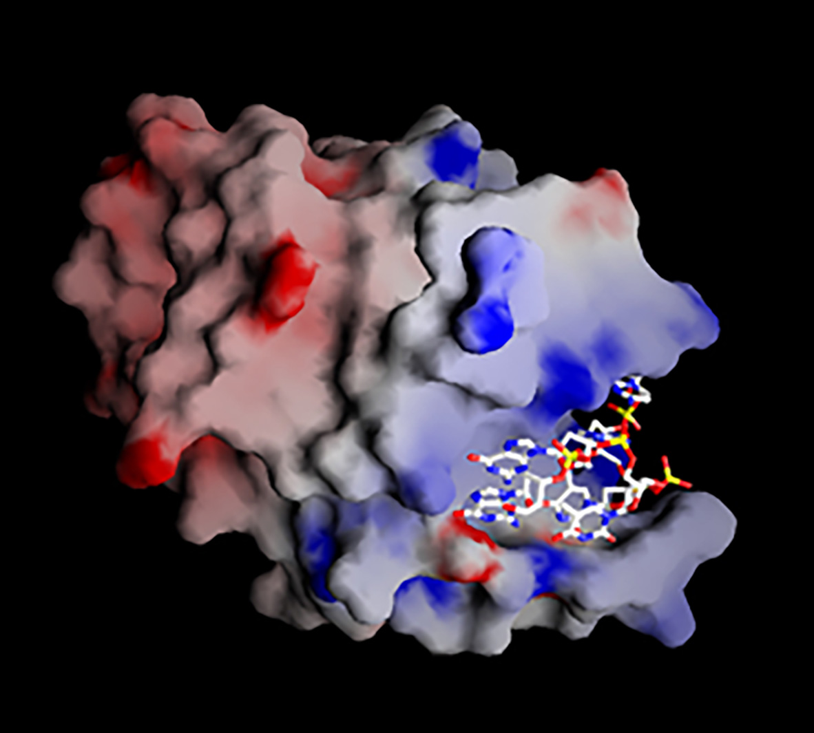 A blue and red colored irregular shaped mass with a fold containing a telomeric sequence.