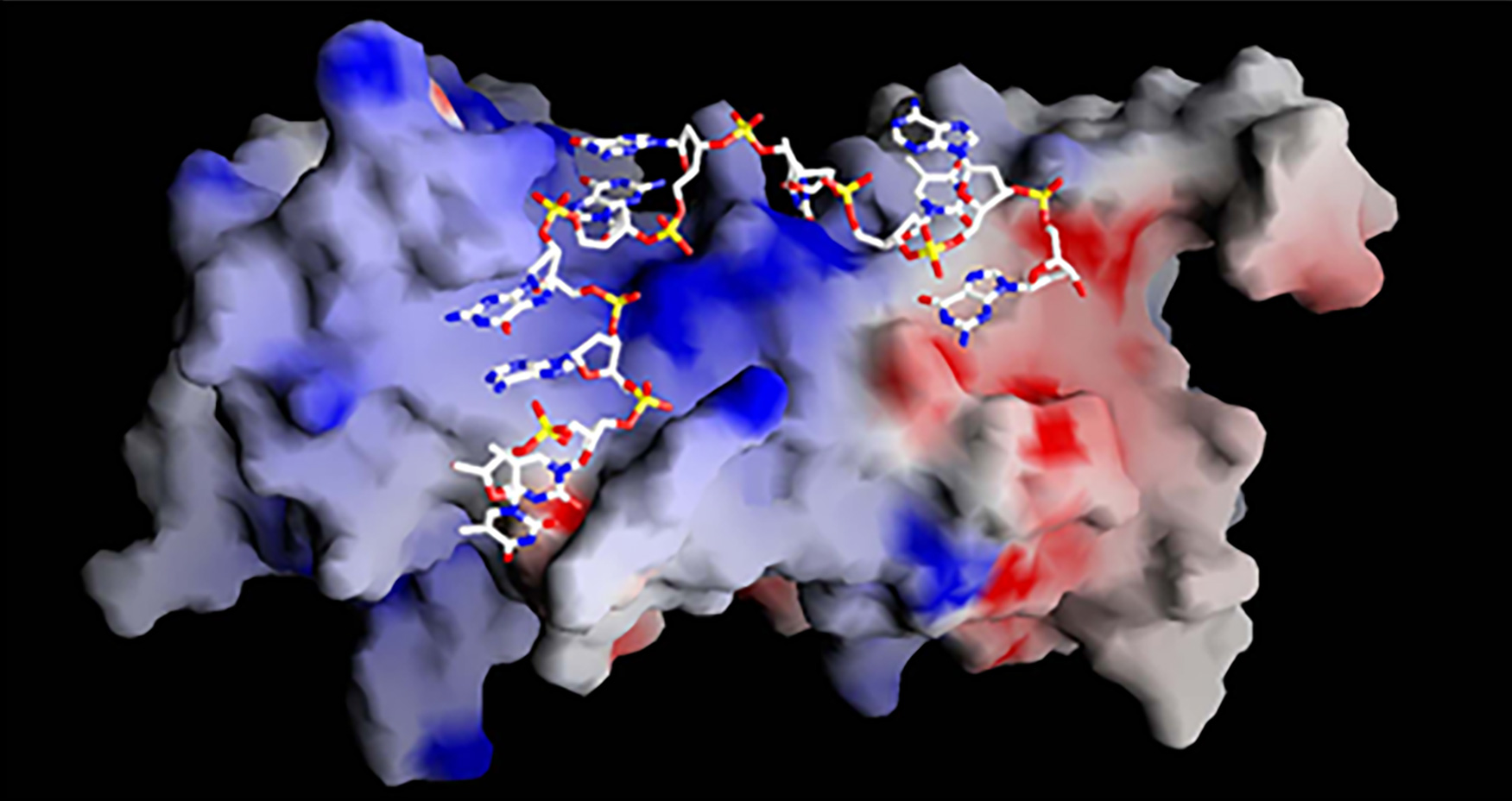 A blue and red colored irregular shaped mass with two folds each containing a telomeric sequence.
