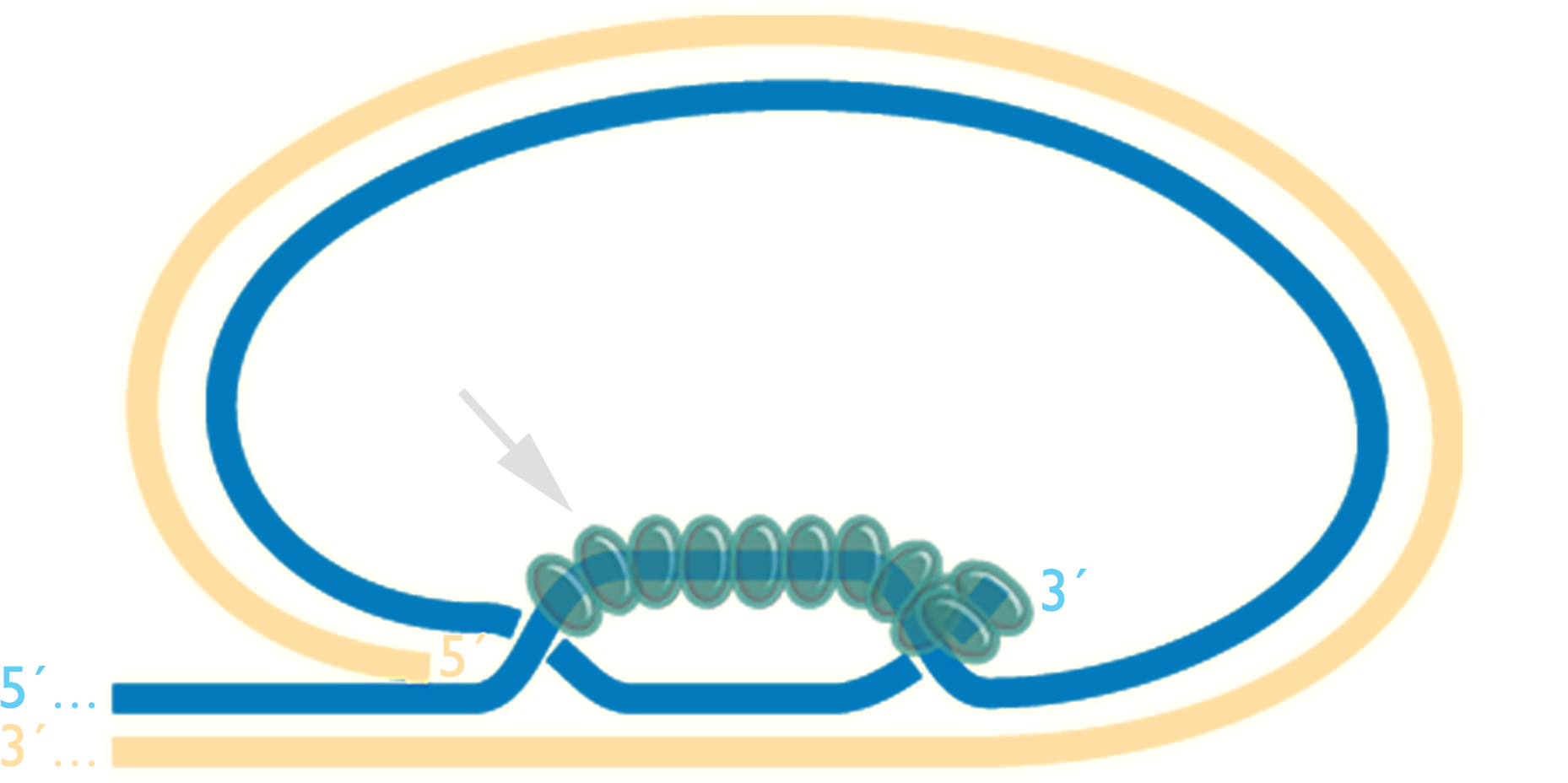 A double strand of D-N-A forming a T-loop. The 3 prime and 5 prime ends are marked. POT-1 is shown binding to the D-loop.
