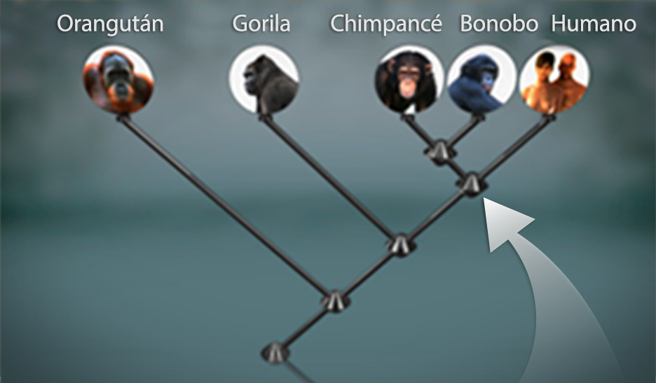 Un árbol filogenético que representa las relaciones evolutivas del ser humano, el bonobo, el chimpancé, el gorila y el orangután. La rama del orangután se separa del resto, y luego la rama del gorila se separa del chimpancé, el bonobo y el humano. Una flecha señala el punto donde el chimpancé y el bonobo se separan del humano.