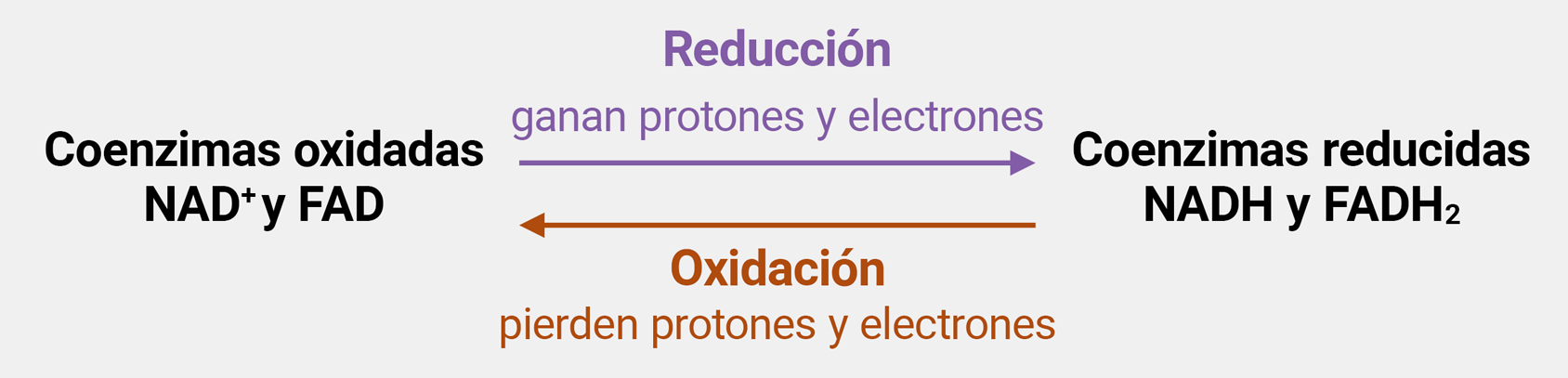 Ecuaciones de reacción entre las coenzimas oxidadas N A D + y F A D y las coenzimas reducidas N A D H y F A D H 2, en las que, durante la reducción, las coenzimas oxidadas ganan protones y electrones y, durante la oxidación, las coenzimas reducidas pierden protones y electrones.