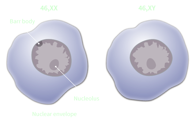 illustration of 2 human cells, female with barr body on edge of nuclear envelope and male with no barr body