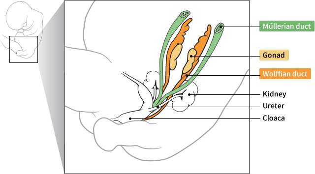 illustration of human embryo at six weeks showing Müllerian duct, gonads and Wolffian duct