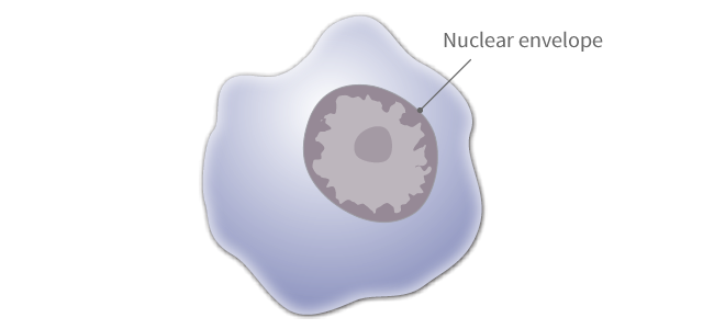 illustration of cell showing no presence of Barr body