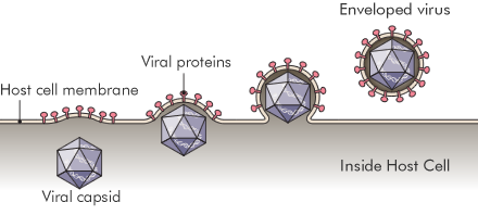 illustration of a cell envelope