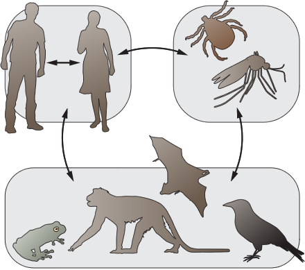 diagram showing transmission of virus from one host to another