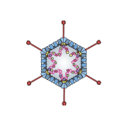 Adenovirus cross section