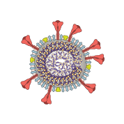 Coronavirus cross section