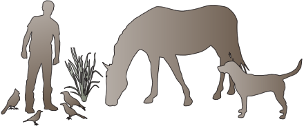 illustration of birds, human, plant, horse, dog