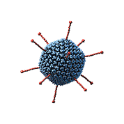 Adenovirus