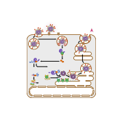 Coronavirus replication cycle