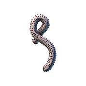 Ebola virus