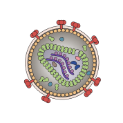 HIV virus cross section