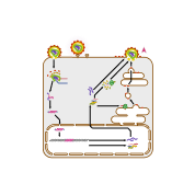 HIV virus replication cycle