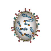 Influenza A cross section