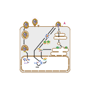 Influenza A replication cycle