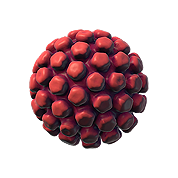 Papillomaviruses