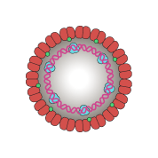 Cross Section