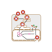 Replication Cycle
