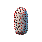 Rabies virus