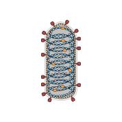 Rabies cross section