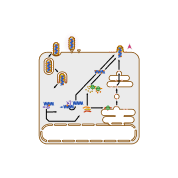 Rabies replication cycle