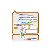 TMV replication cycle