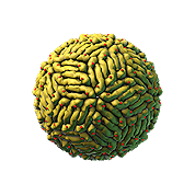 Zika virus
