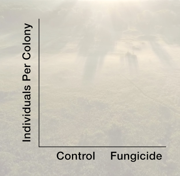 A graph that shows the two labeled axes but no data. The x axis has two labels: 'Control' and 'Fungicide.' The y axis is labeled 'Individuals per Colony.'