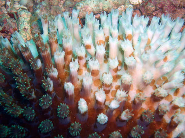 A photograph of the surface of a coral with many visible polyps. Most of the polyps in the photograph are white, some are brown with greenish tentacles.