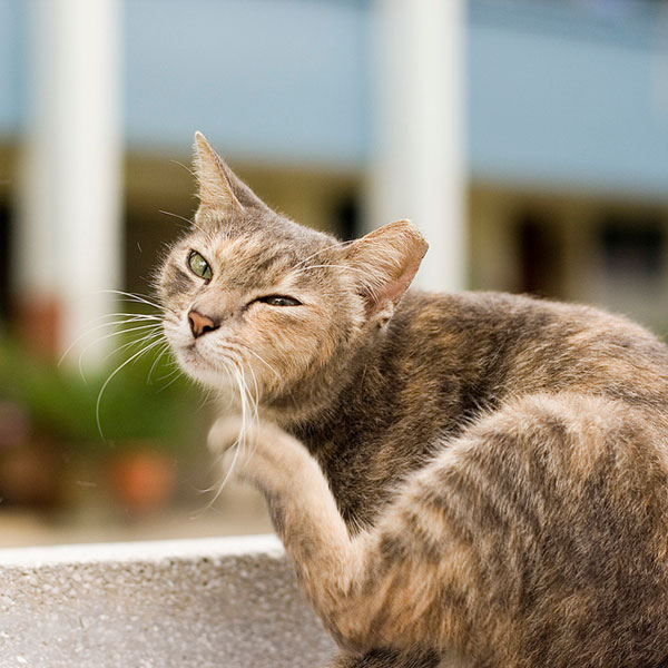 A photograph of a brown tabby cat scratching its face with its hind leg.