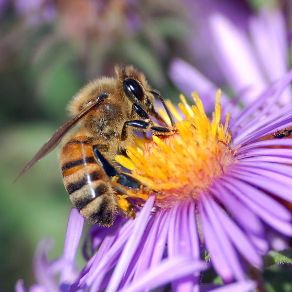 A photograph of a honey bee drinking nectar from a purple flower. The bee’s lower body and hind legs are covered in pollen.