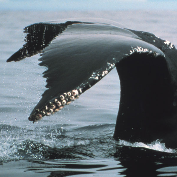 A photograph of a whale’s tail above the surface of the water. The edge of the tail is lined with white circular bumps.