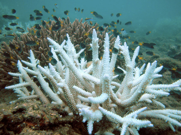 A photograph of a spiky, branching coral that is almost completely white. A similar-looking, but brown, coral is in the background. Dark blue fish with yellow tail fins are swimming around the coral.