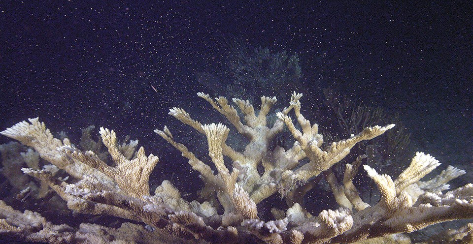 A photograph of many branched corals emitting many small white particles into the water.