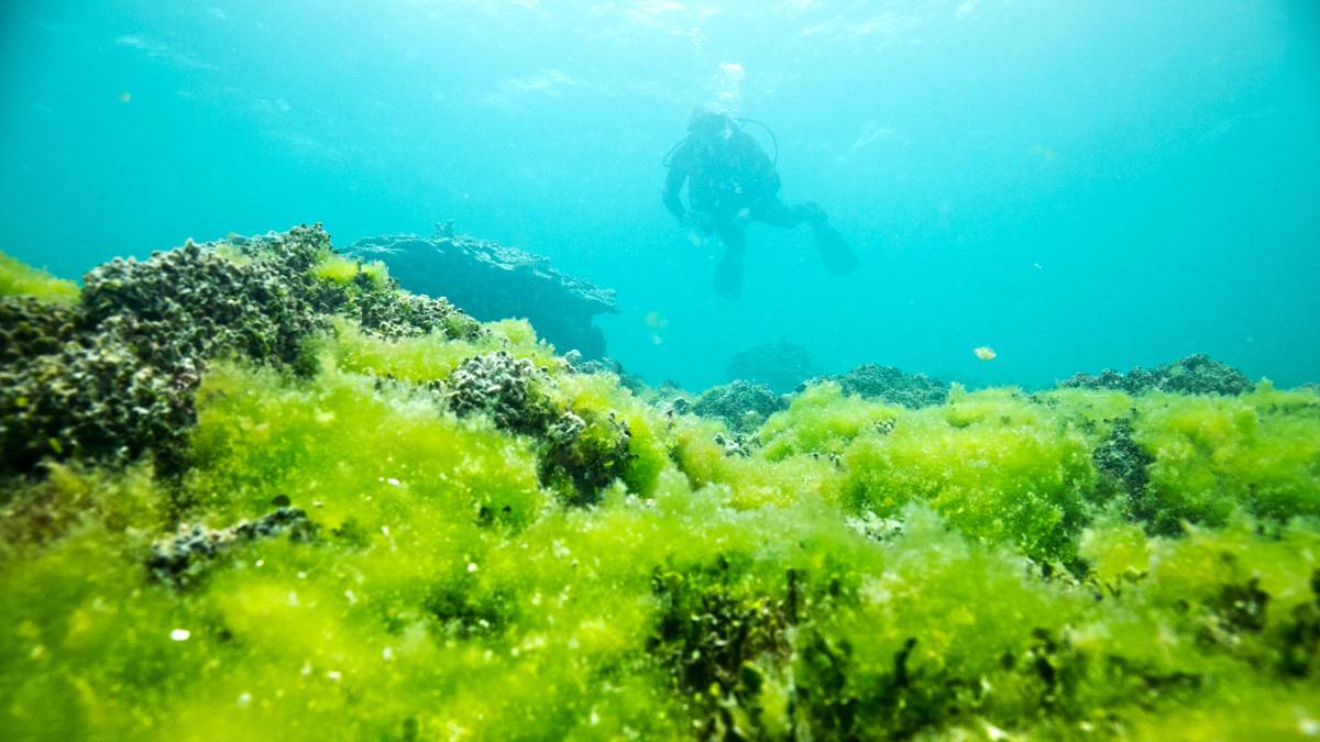 A photograph of a scuba diver swimming towards a reef covered in green plant growth.