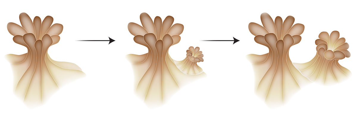 A three part illustration showing the budding stages of a coral polyp in three separate steps. The first illustration on the left shows coral polyps budding. An arrow points right to the second illustration which shows the growth of new polyps to the right side of the first polyps. An arrow points to the right from the second to the third illustration which shows two fully grown polyps.