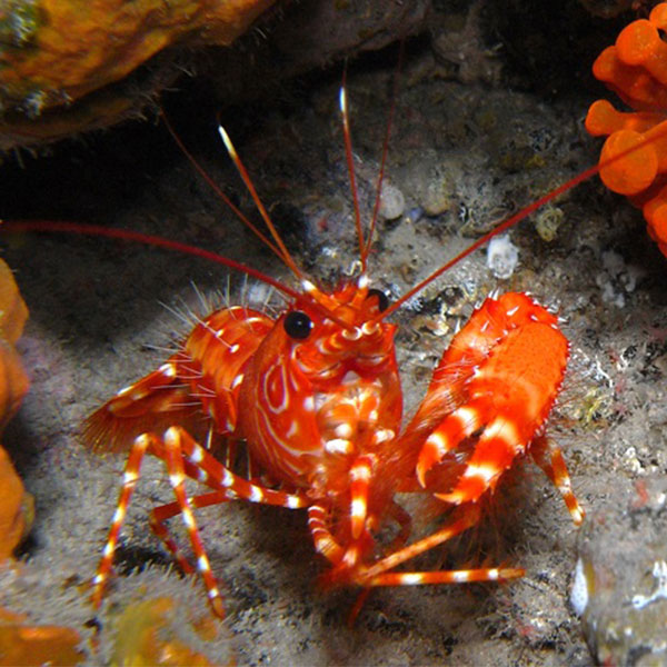 A photograph of a dwarf reef lobster with a reddish-orange body and white stripes on its legs and claws.