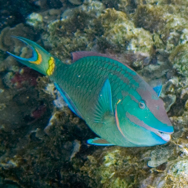 A photograph of a blue-green parrotfish with gray stripes on its head and yellow patches on its tail.
