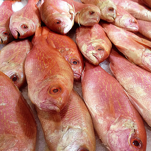 A photograph of 17 red snapper laid out on ice.