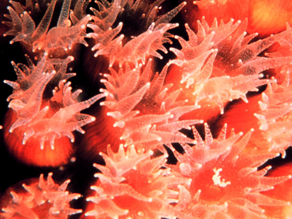 A close-up photograph of a dozen pink Montastraea cavernosa polyps. Each polyp has a short column-like trunk topped with a ring of tentacles.