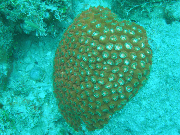 A photograph of a large dome-shaped Montastraea cavernosa coral on a substrate underwater. The coral is made up of many closely packed light-brown polyps with white centers.