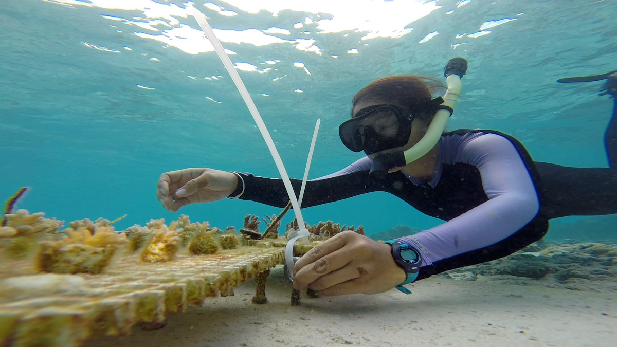 A photograph of a snorkeler working underwater with coral fragments growing on a secured platform.