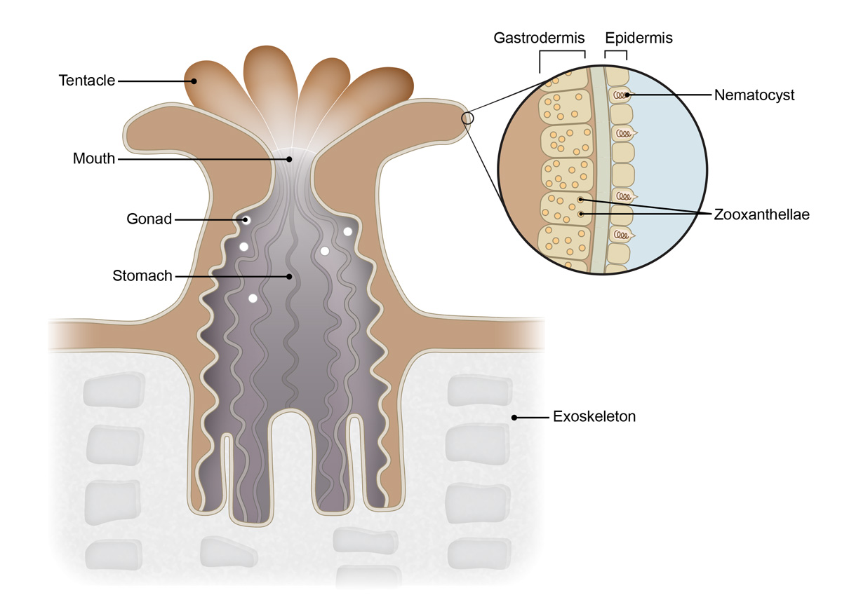 A labeled cross-sectional illustration of a coral polyp revealing the inner and outer anatomy of the polyp. The cross-section reveals the mouth opening, ruffled stomach lining, and the thickness of the cell layers. The following parts are labeled: mouth, tentacle, stomach, gonad, epidermis, gastrodermis, nematocyst, zooxanthellae, and exoskeleton.