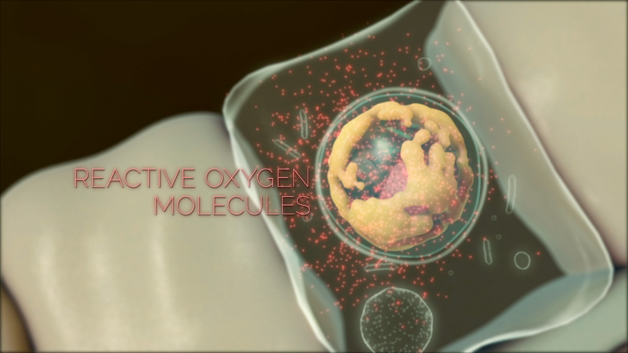 An illustration of a single-celled zooxanthellae symbiont inside a larger coral cell. The symbiont is emitting many small red particles labeled Reactive Oxygen Molecules.